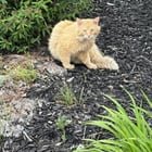 found pet in Columbus, Georgia