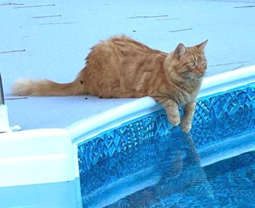 Lost Cat in Lexington — listing photo