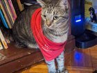 lost cat in Somerville, Massachusetts