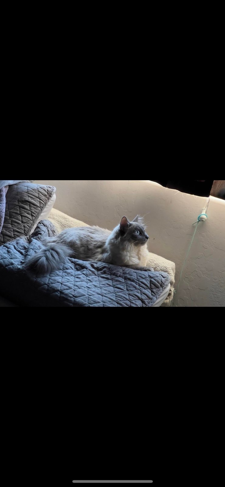lost pet in Fresno, California