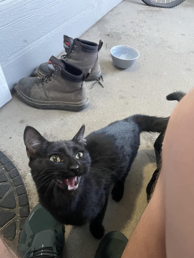 Lost Cat in Reno, Nevada — listing photo