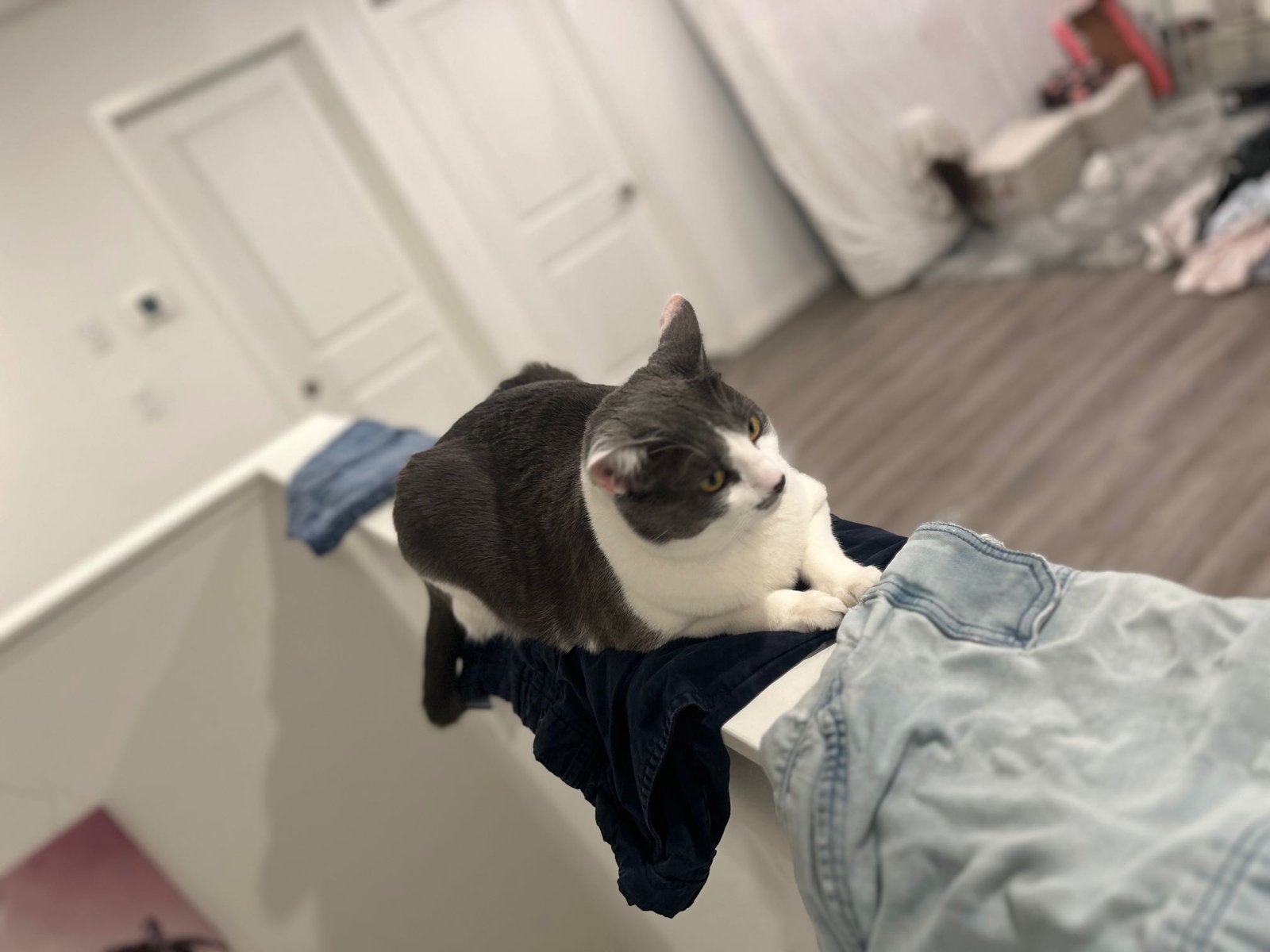 Lost Cat in San Bernardino, California — listing photo