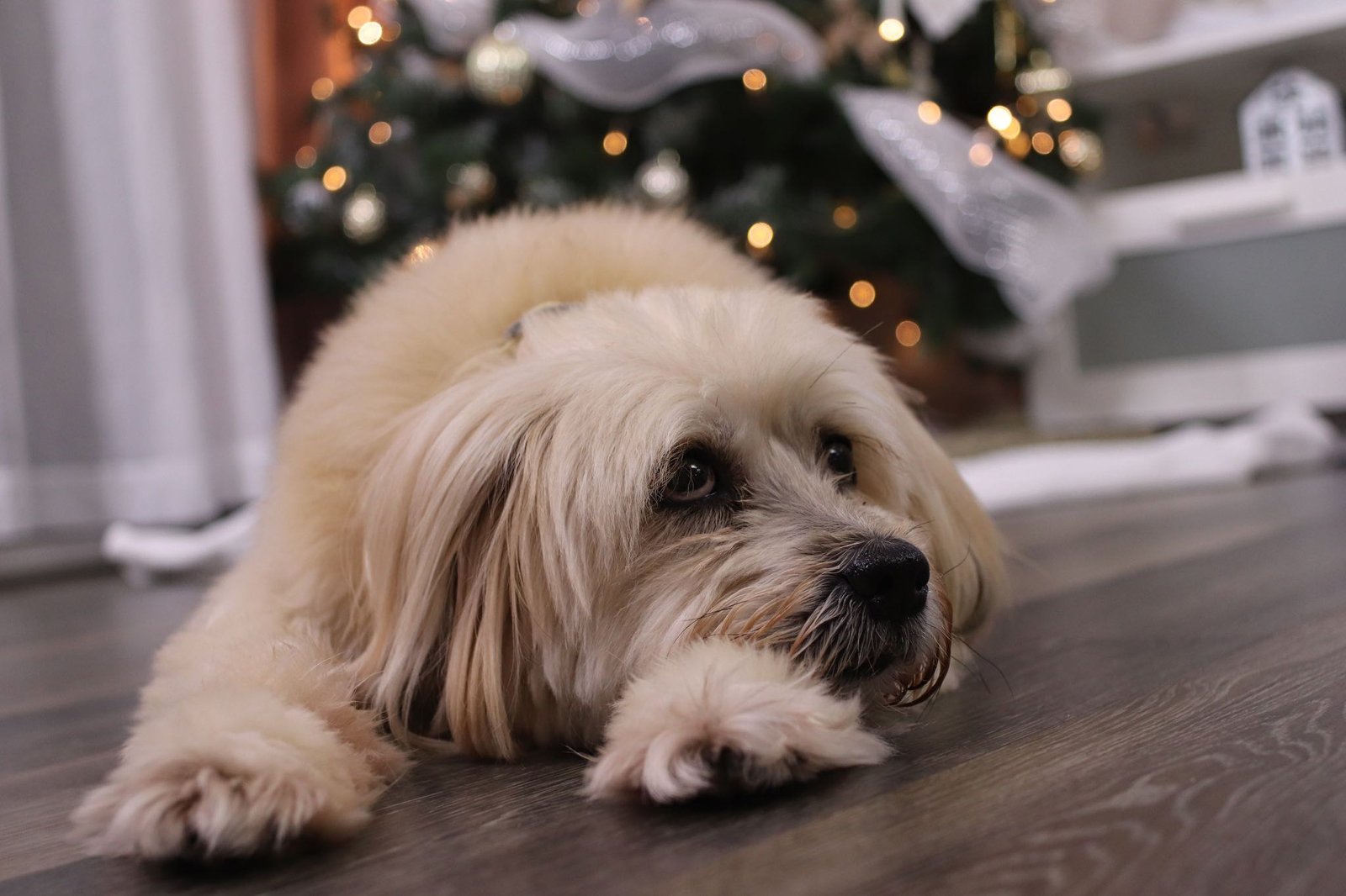 Lost Dog in Davenport, Iowa — listing photo