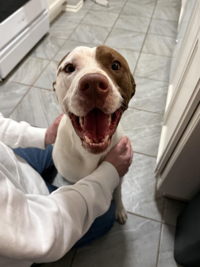 Found Dog in Oklahoma City, Oklahoma — Dog needs a home