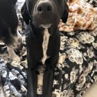 Lost Dog in El Paso, Texas — listing photo
