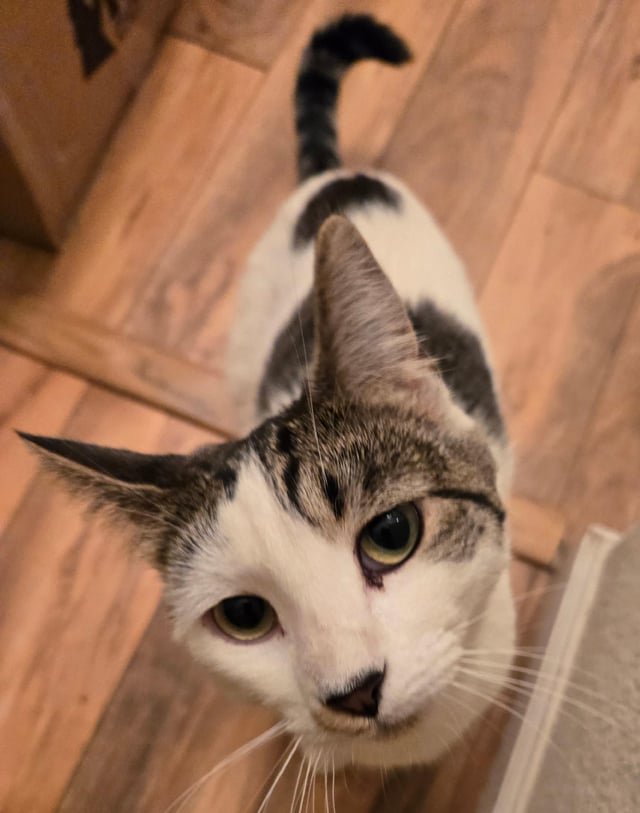 Lost Cat in Reno, Nevada — listing photo