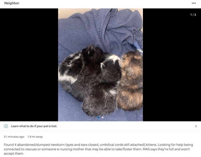 Lost Cat in K — Kittens abandoned or Dumped