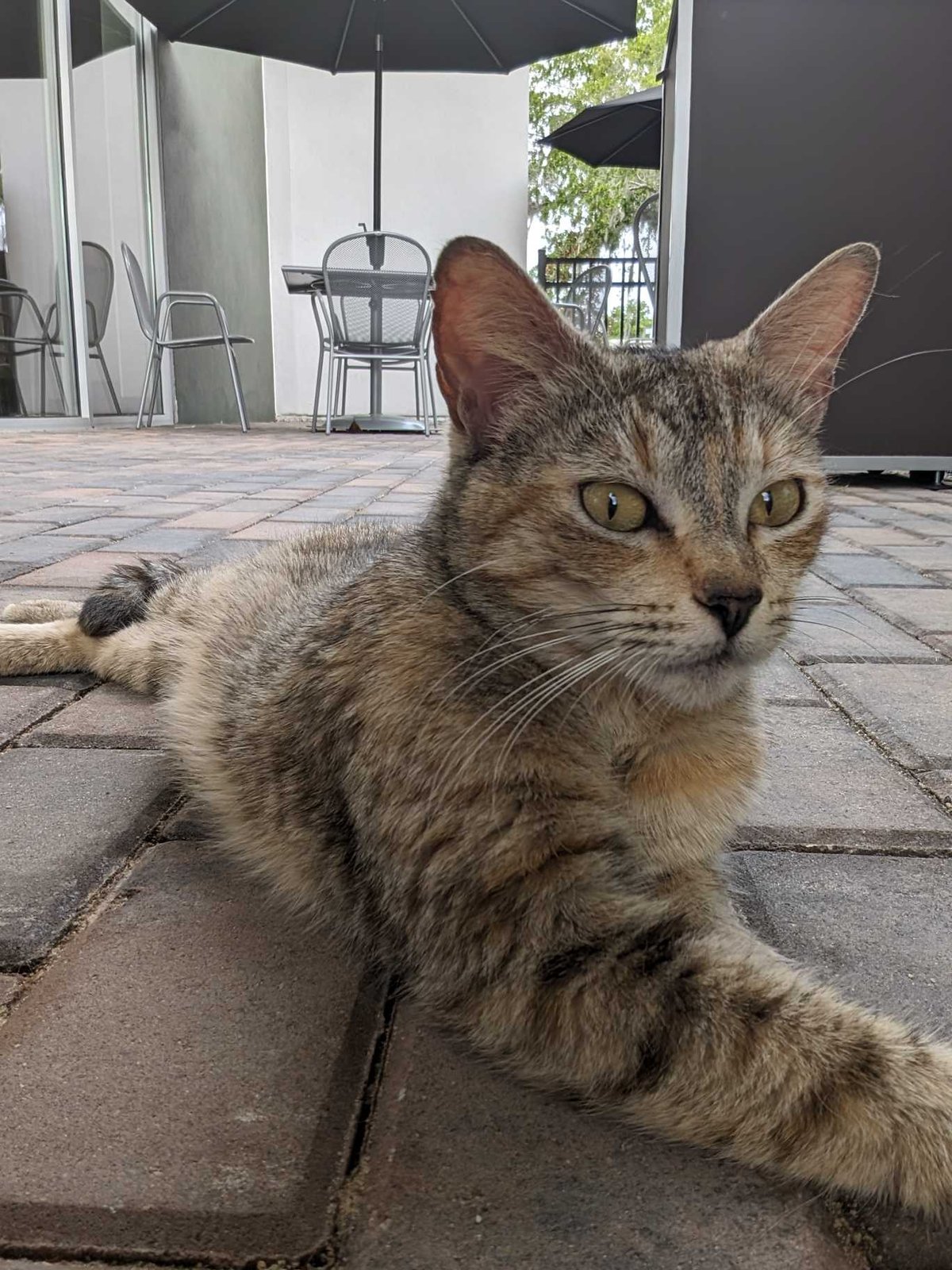 Found Cat in Altamonte Springs, Florida — listing photo