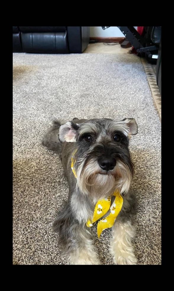 Lost Dog in Northridge — listing photo