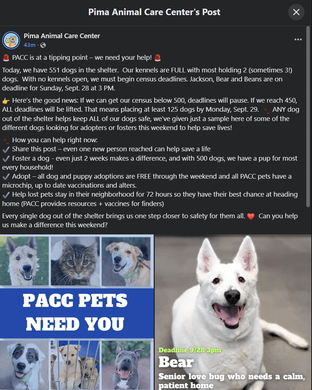 Lost Dog in Tucson, Arizona — PACC needs fosters this weekend!