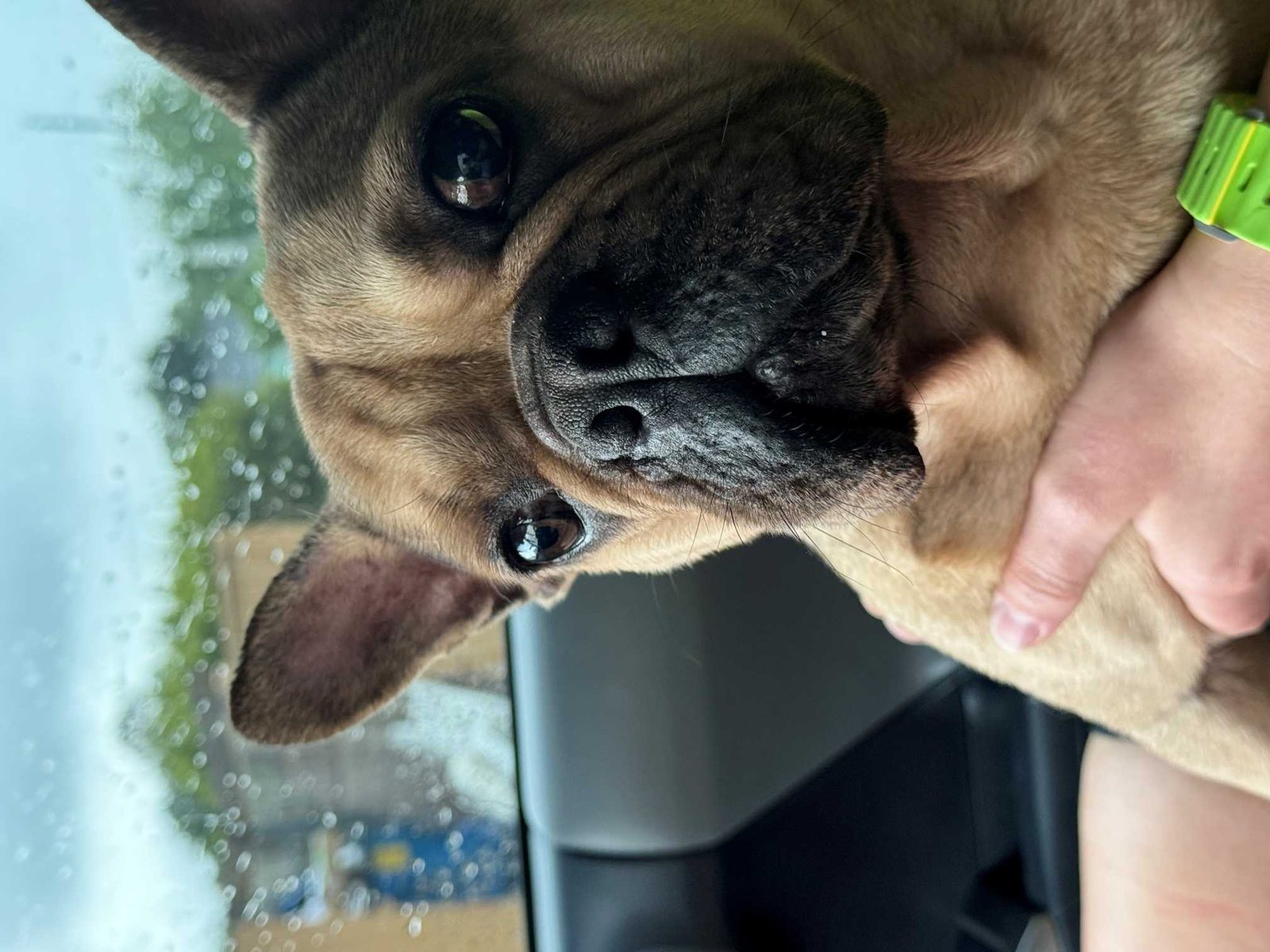 Found Dog in Richmond, Virginia — listing photo