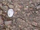Found Dog in Fort Worth, Texas — Help identifying eggs in my yard?