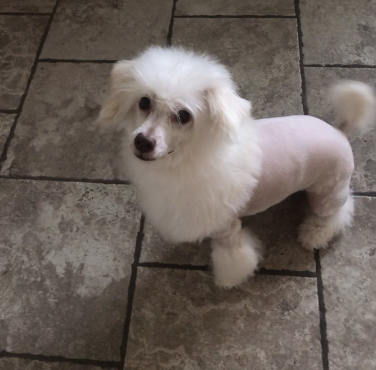 Lost Dog in Las Cruces, New Mexico — listing photo