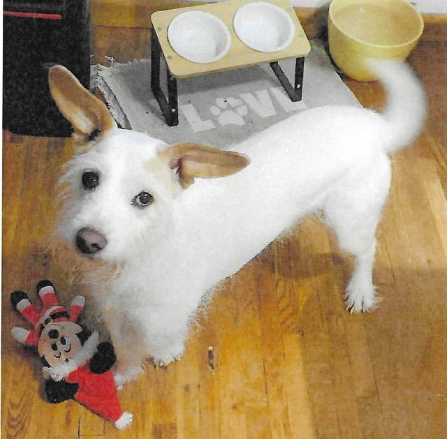 lost dog in Albuquerque, New Mexico