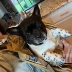 Found Dog in Sacramento, California — listing photo