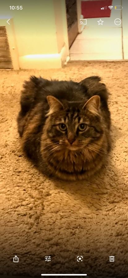 Lost Cat in Colorado Springs, Colorado — listing photo