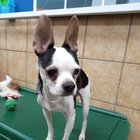 lost dog in Memphis, Tennessee