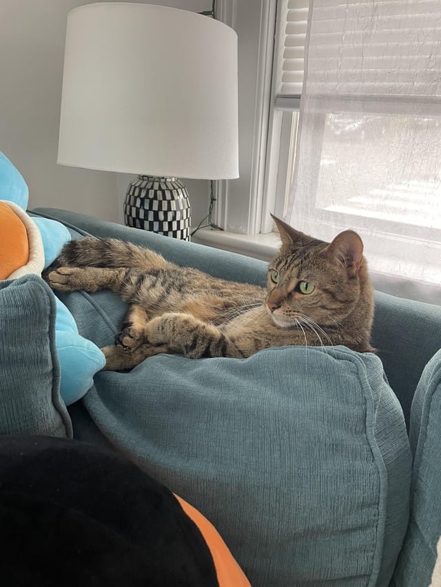 found cat in Providence, Rhode Island