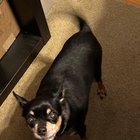 lost dog in Dallas, Texas