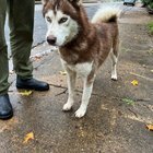 Lost Dog in Memphis, Tennessee — listing photo