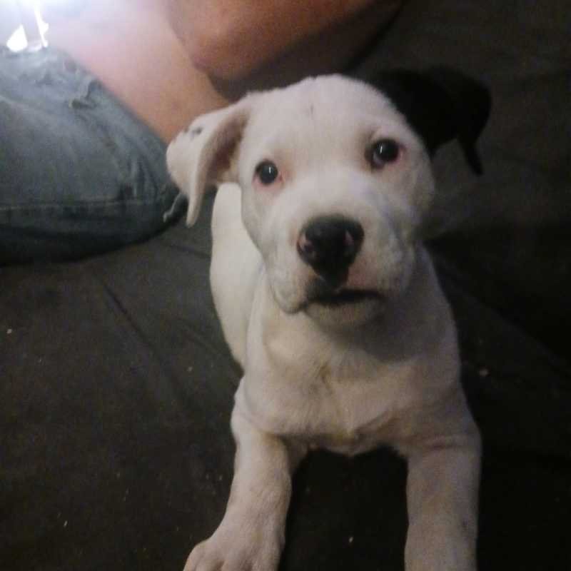 Lost Dog in De Soto — listing photo