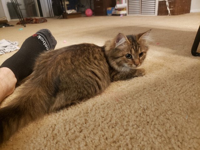 Lost Cat in Atlanta, Georgia — listing photo