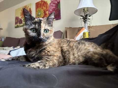 Lost Cat in Hickory, North Carolina — listing photo