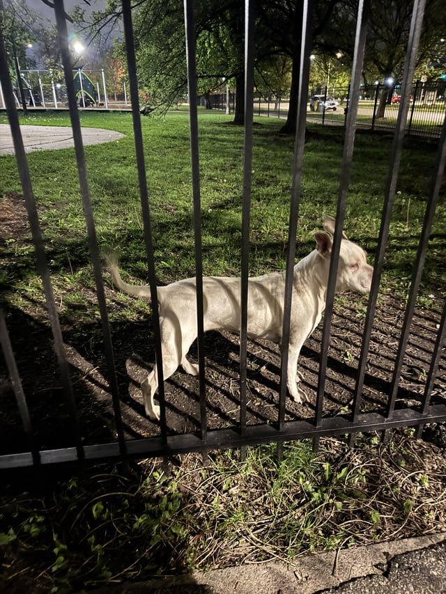 found dog in Chicago, Illinois