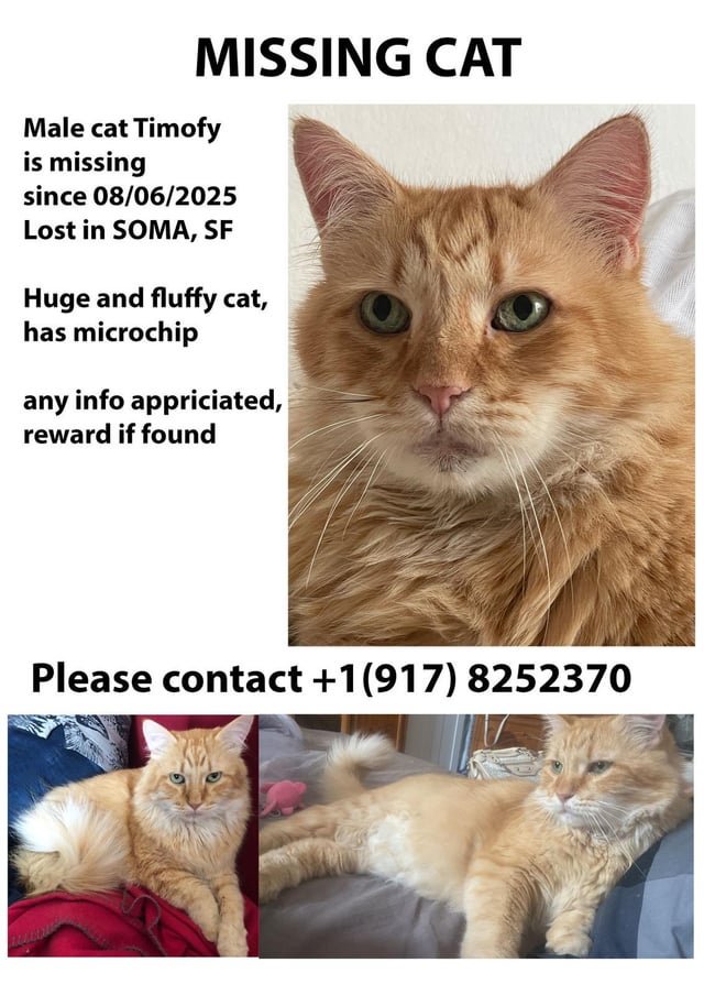 lost cat in San Francisco, California