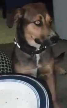 Lost Dog in New Caney — listing photo