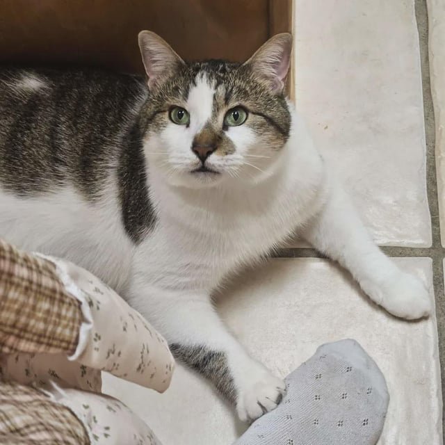 lost cat in Fort Worth, Texas