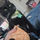 lost cat in Ann Arbor, Michigan
