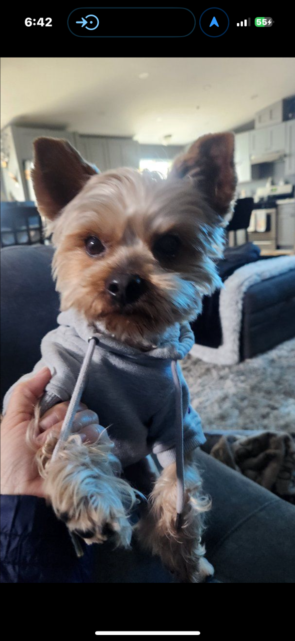 Lost Dog in Sylmar — listing photo