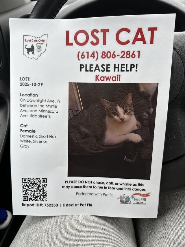 lost cat in Hudson