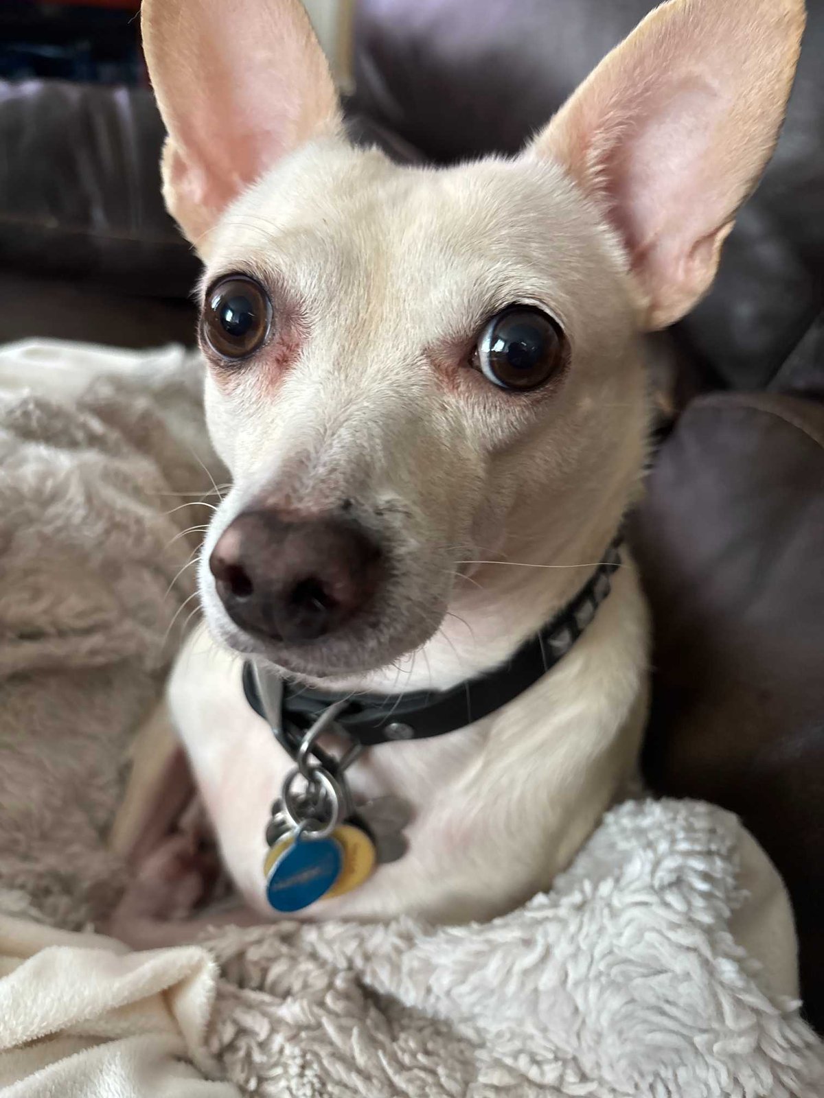 Lost Dog in San Diego, California — listing photo
