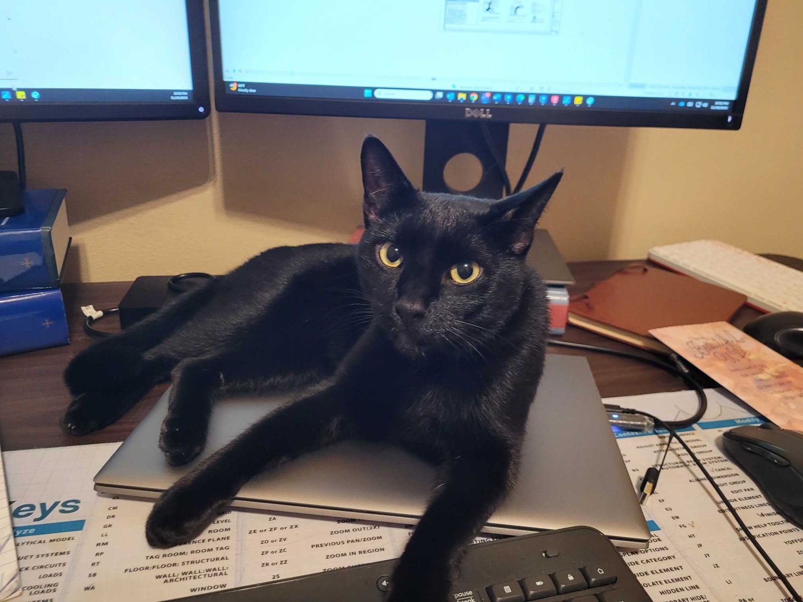 Lost Cat in Springdale, Arkansas — listing photo