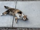 Lost Cat in Brentwood, California — listing photo