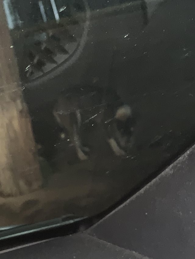 Lost Dog in Fort Worth, Texas — If any lost a dog in the river oaks area