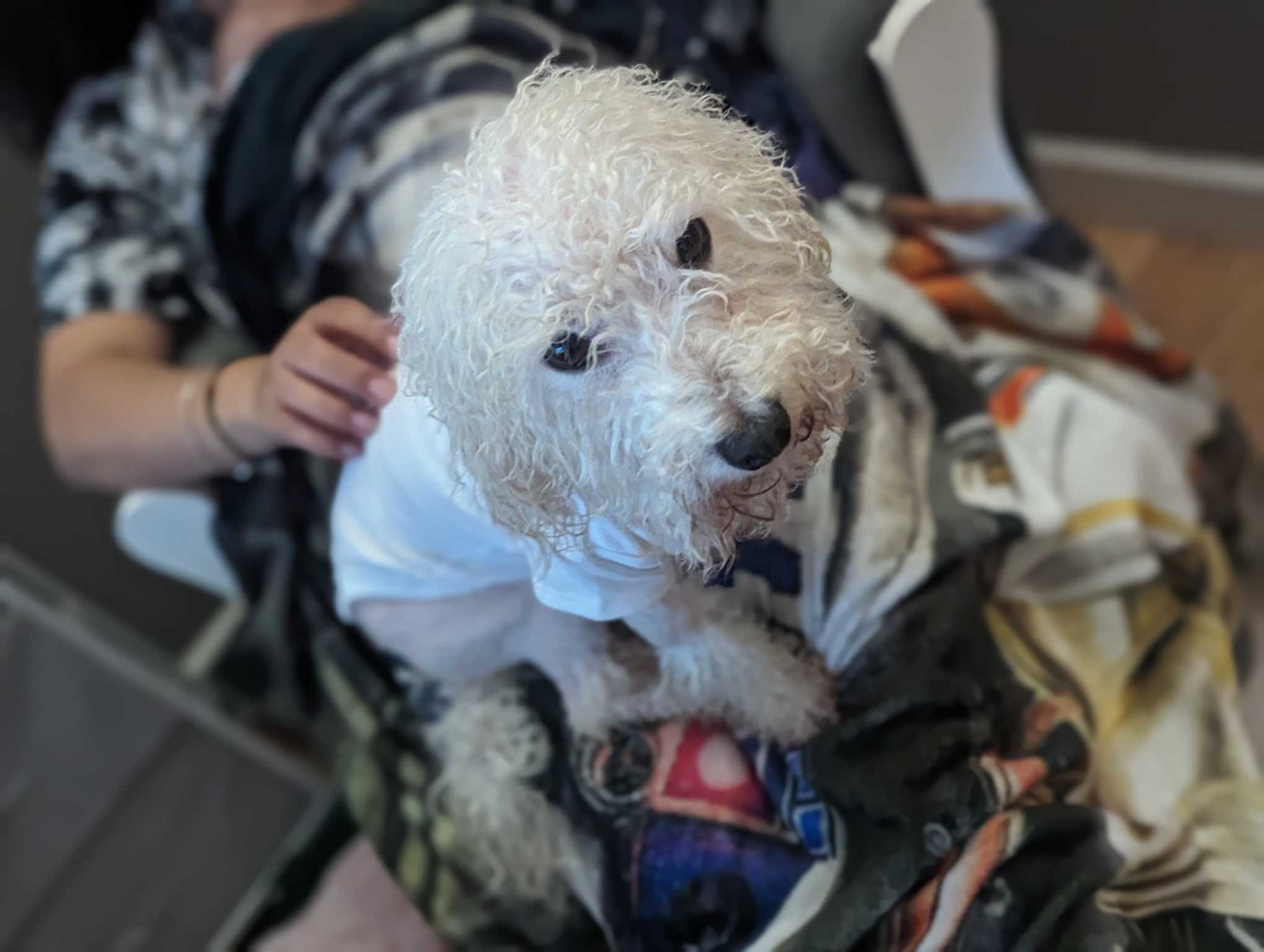 Lost Dog in Wesley Chapel — listing photo