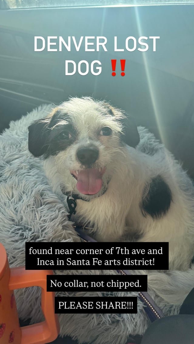 Lost Dog in Denver, Colorado — listing photo