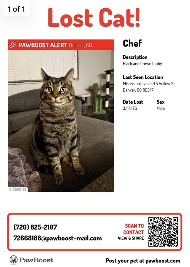 Lost Cat in Denver, Colorado — Has anyone seen this man?? 🐈