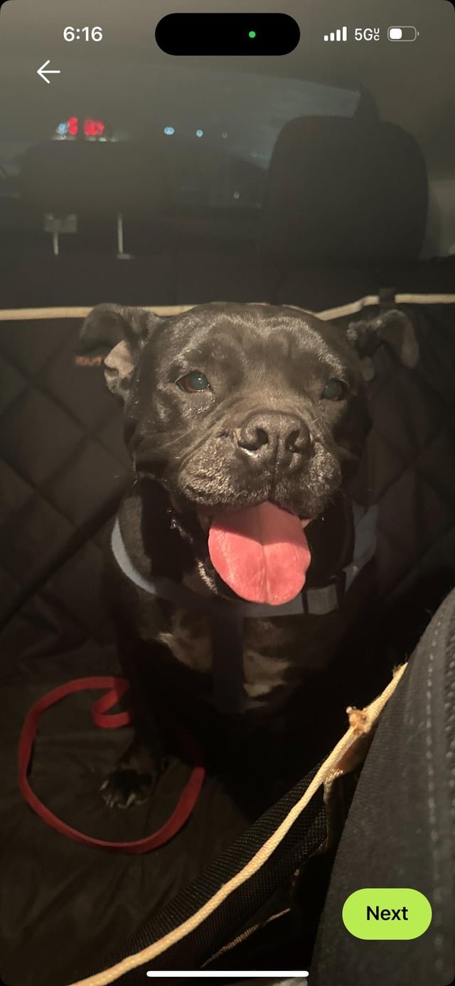 found dog in Fort Worth, Texas