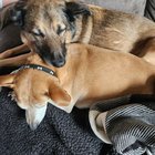 Lost Dog in Albuquerque, New Mexico — listing photo