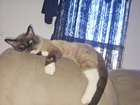 lost cat in Austin, Texas