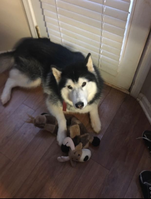 Lost Dog in Mooresville — listing photo