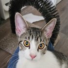 Lost Cat in K — listing photo