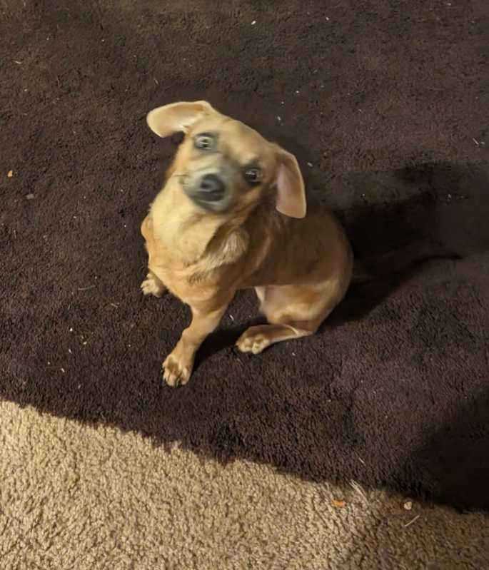 Lost Dog in Sacramento, California — listing photo