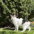 lost cat in Brighton