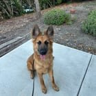 found dog in San Jose, California