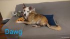 lost dog in Asheville, North Carolina